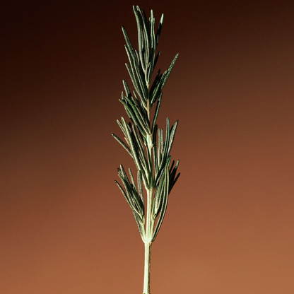 AROMATICA Vitalizing Rosemary Firming Ampoule 30ml